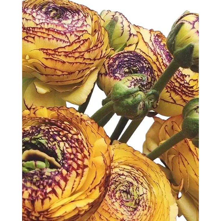 Rizoma Ranúnculo de Corte Giallo Striato 3/4 2