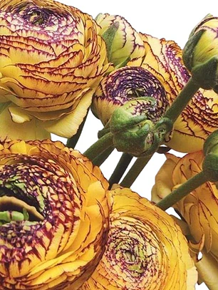 Rizoma Ranúnculo de Corte Giallo Striato 3/4