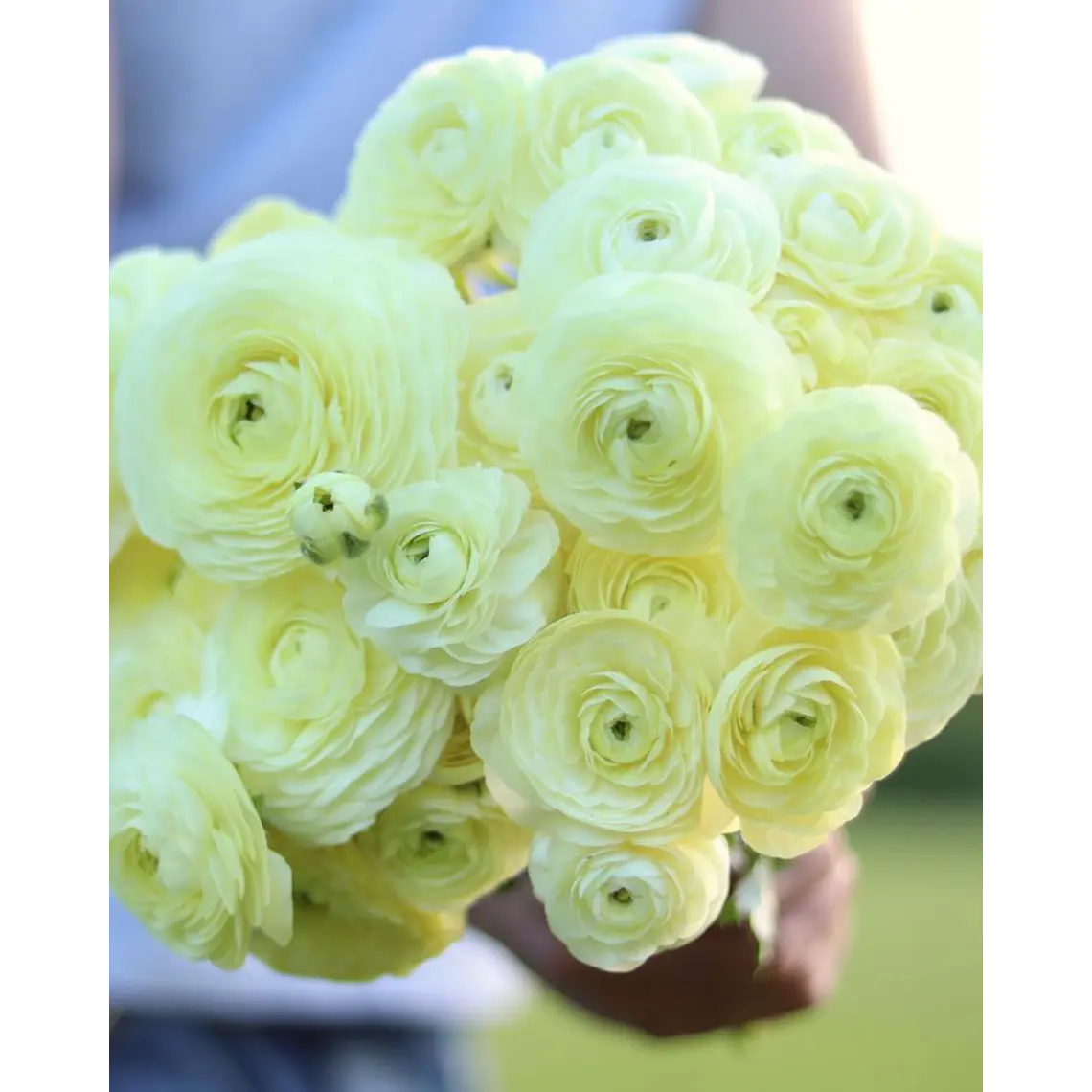 Rizoma Ranúnculo de Corte Crema 3/4 1