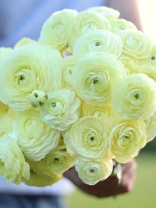 Rizoma Ranúnculo de Corte Crema 3/4