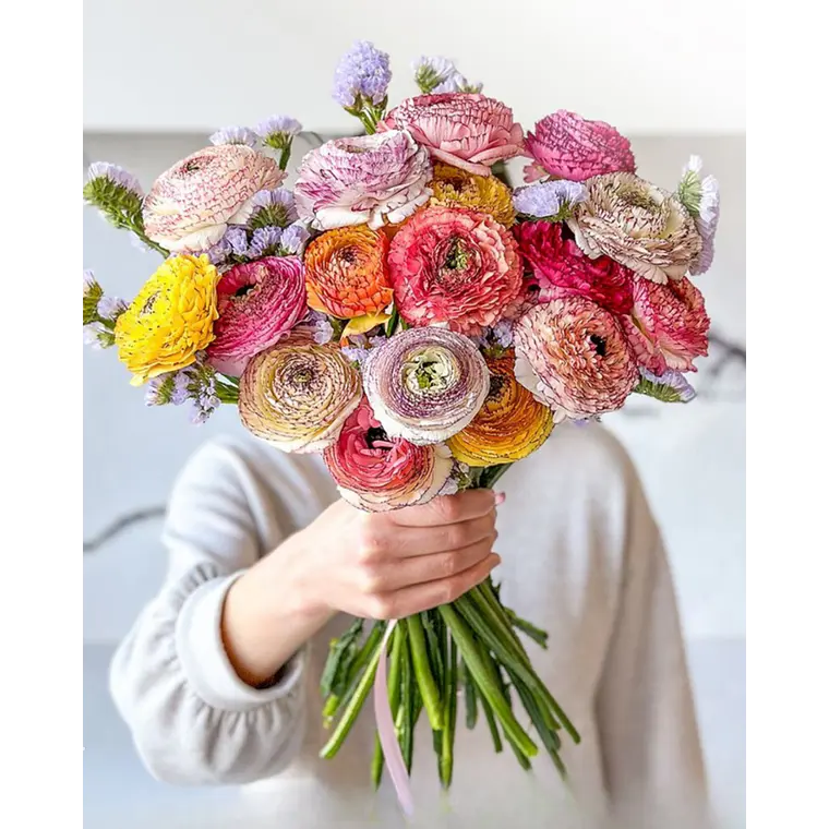 Rizoma Ranúnculo de corte Pastello Sriato Mix 2/3 1