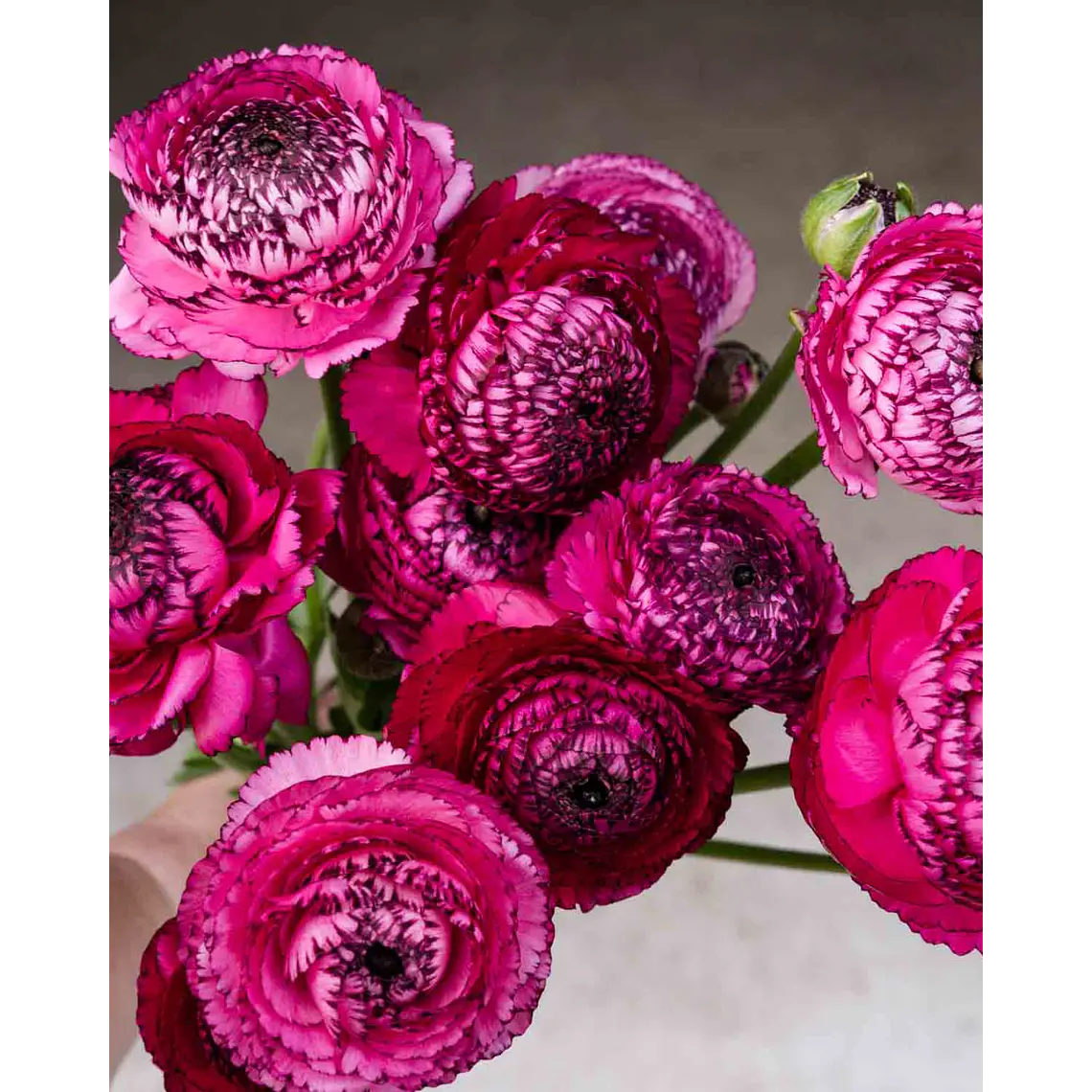 Rizoma Ranúnculo de Corte Rosa Striato 3/4 1