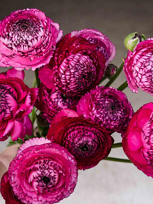 Rizoma Ranúnculo de Corte Rosa Striato 3/4