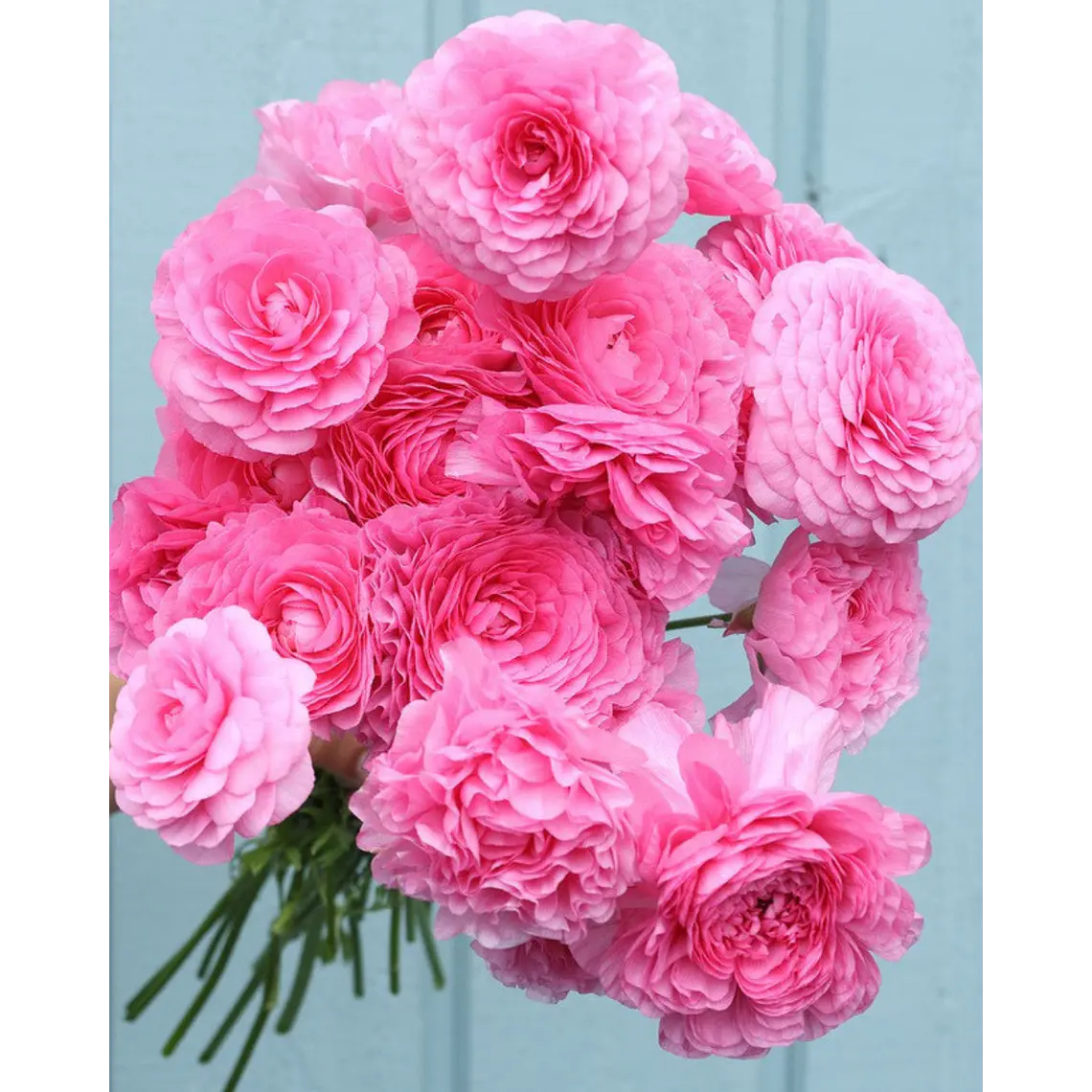 Rizoma Ranúnculo de Corte Rosa 3/4 1