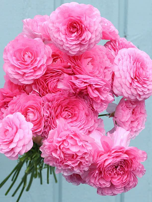 Rizoma Ranúnculo de Corte Rosa 3/4