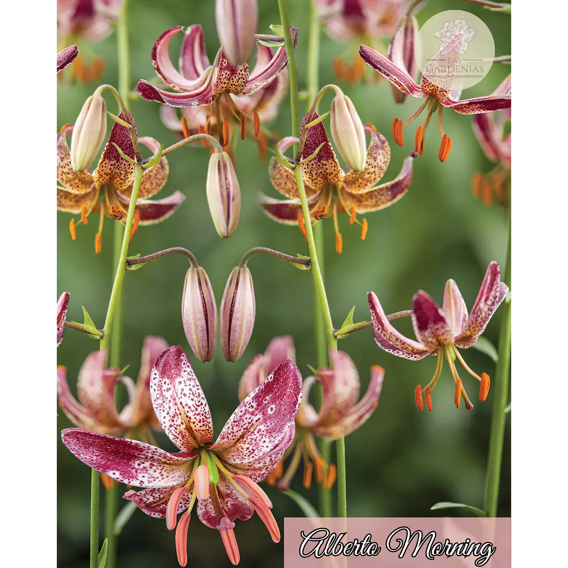 Bulbo Lilium Alberta Morning  1