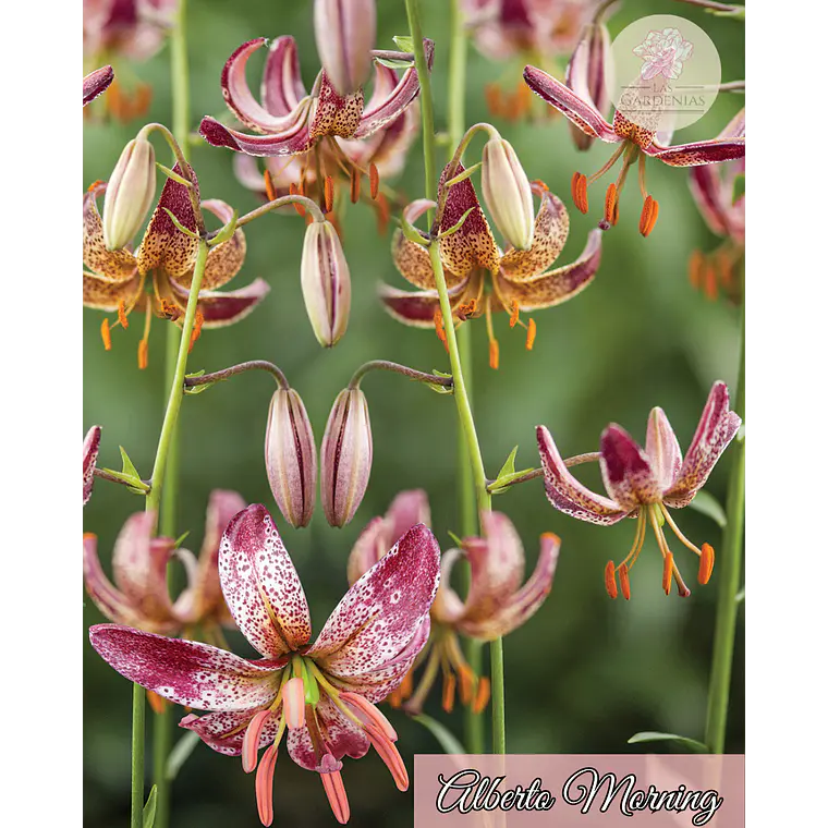 Bulbo Lilium Alberta Morning  1