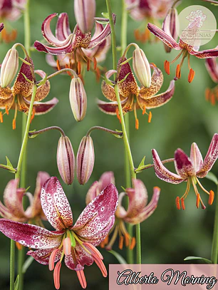 Bulbo Lilium Alberta Morning 