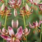 Bulbo Lilium Alberta Morning  - Miniatura 1