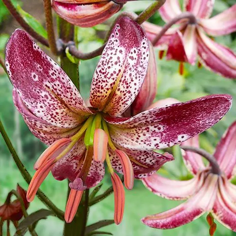 Bulbo Lilium Alberta Morning  2