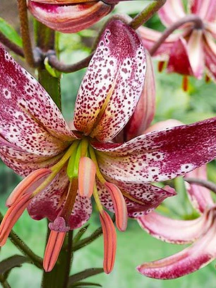 Bulbo Lilium Alberta Morning 