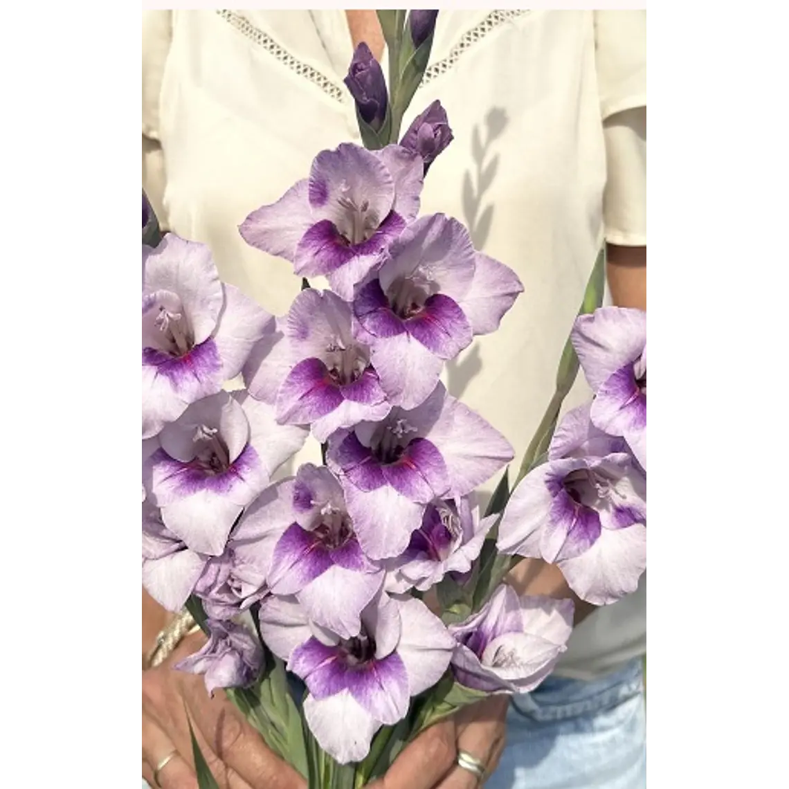 Cormo Gladiolo Nanus Tina 8/10 1