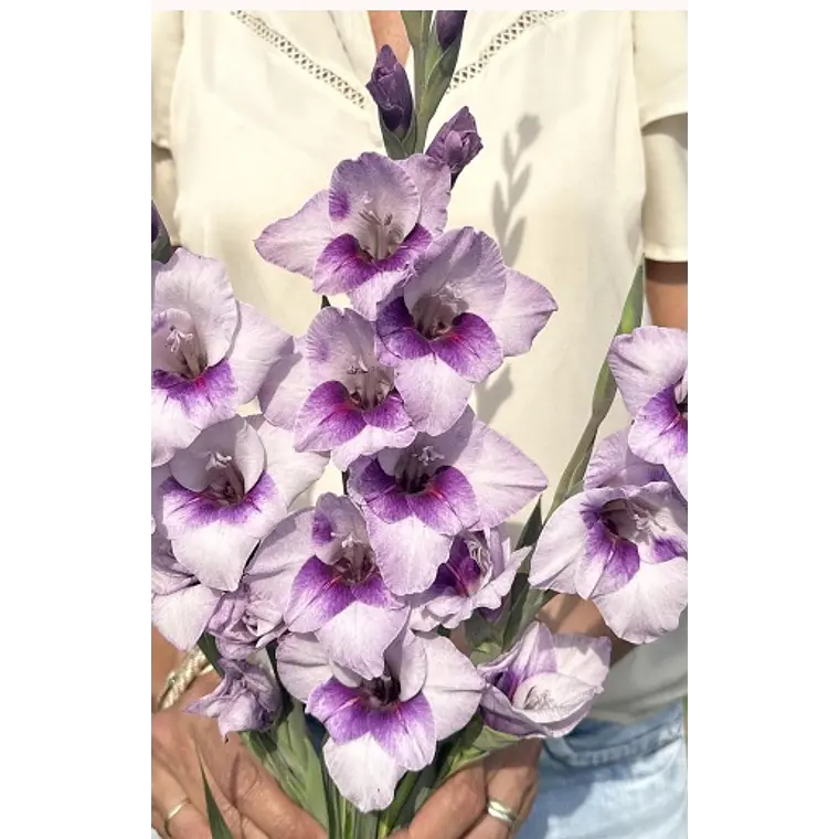 Cormo Gladiolo Nanus Tina 8/10 1