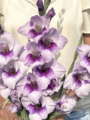 Cormo Gladiolo Nanus Tina 8/10