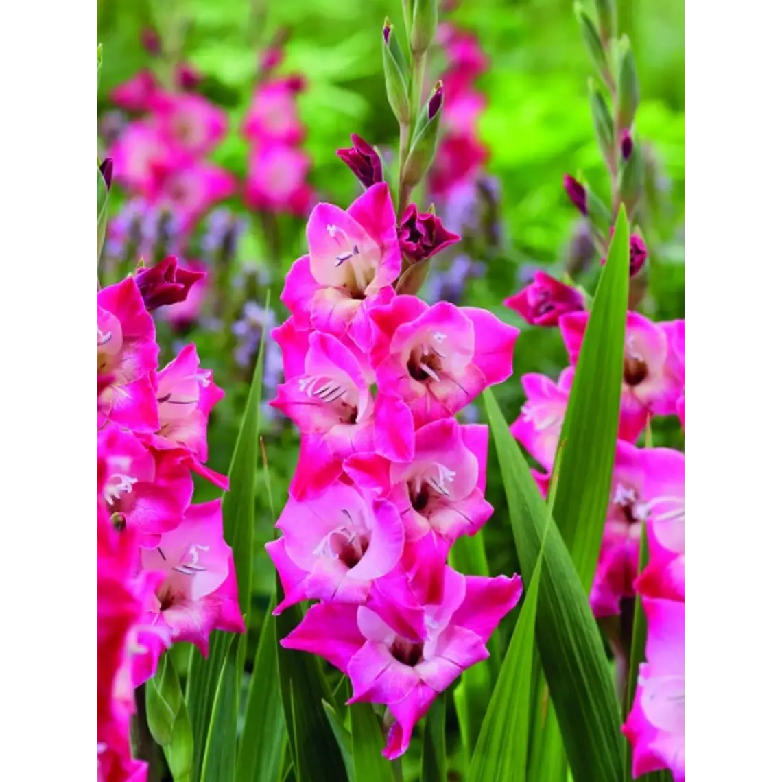 Cormo Gladiolo Nanus Lizzi 8/10 1