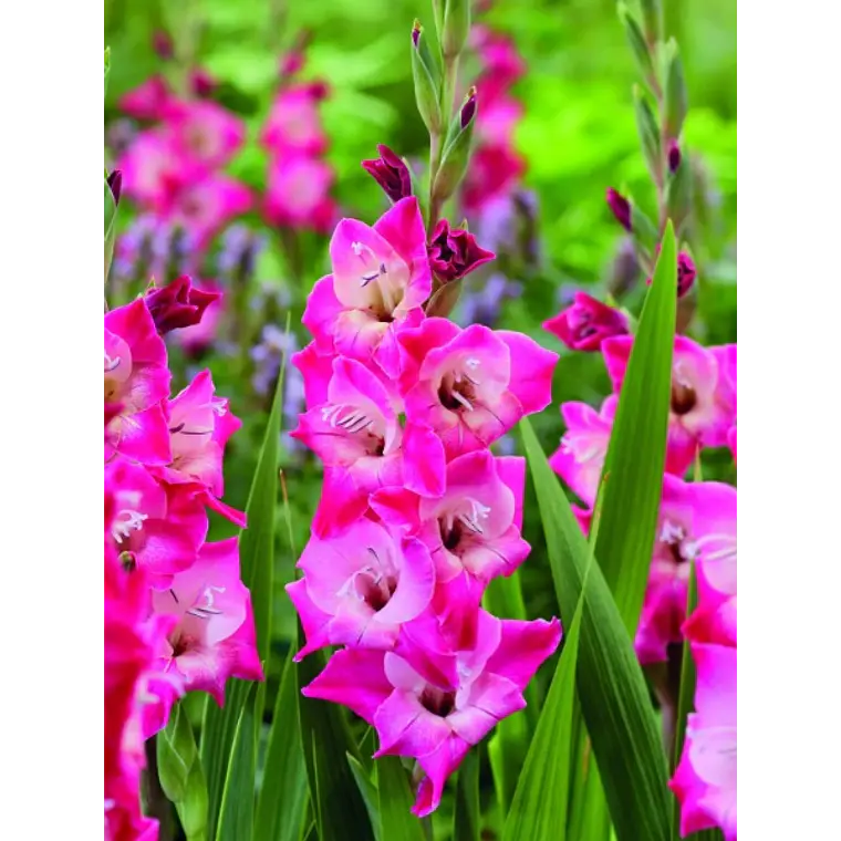 Cormo Gladiolo Nanus Lizzi 8/10 1