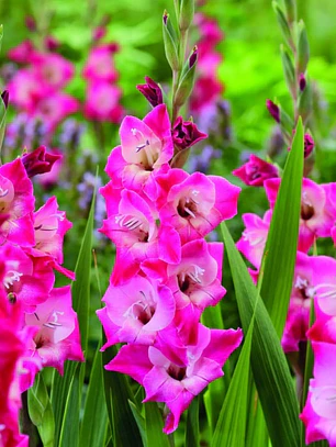 Cormo Gladiolo Nanus Lizzi 8/10