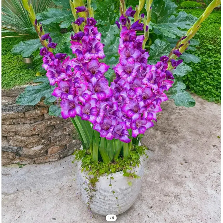 Cormo Gladiolo Nanus Kim 8/10 1