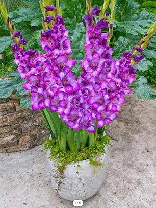 Cormo Gladiolo Nanus Kim 8/10