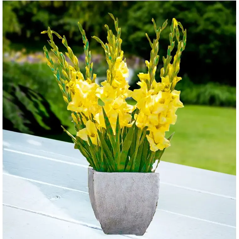 Cormo Gladiolo Nanus Luna 8/10 1