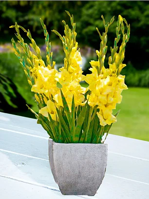 Cormo Gladiolo Nanus Luna 8/10