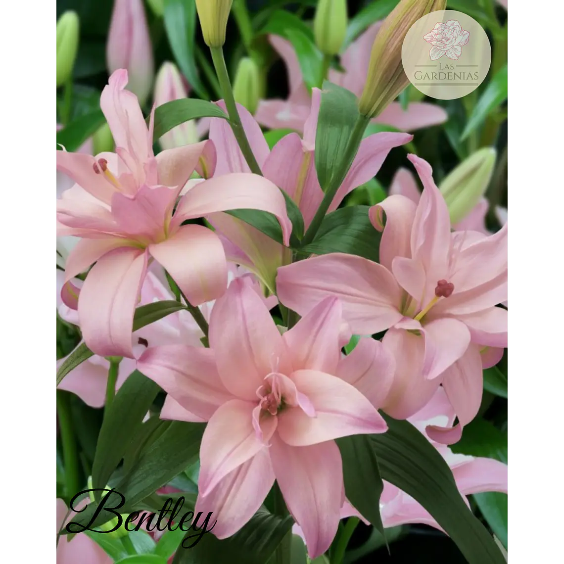 Bulbo Lilium Bentley 14/16 1