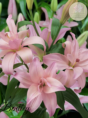 Bulbo Lilium Bentley 14/16