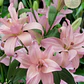 Bulbo Lilium Bentley 14/16 - Miniatura 1