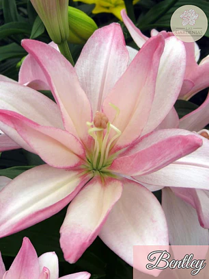 Bulbo Lilium Bentley 14/16