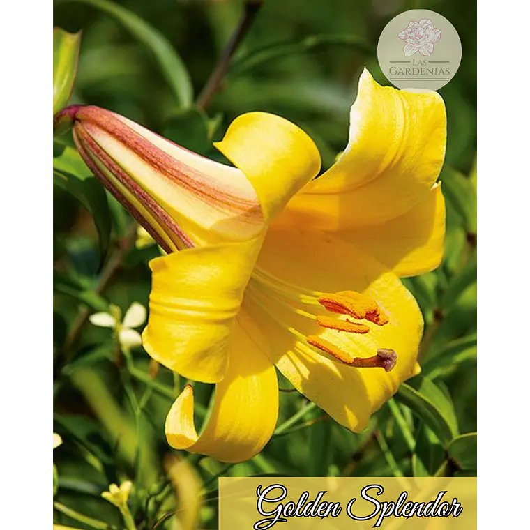 Bulbo Lilium Golden Splendor 14/16 1