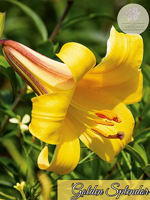 Bulbo Lilium Golden Splendor 14/16