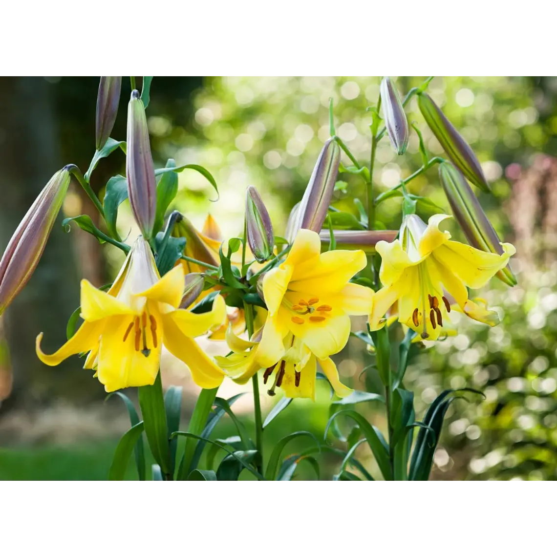 Bulbo Lilium Golden Splendor 14/16 2