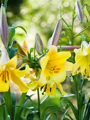 Bulbo Lilium Golden Splendor 14/16