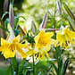 Bulbo Lilium Golden Splendor 14/16 - Miniatura 2