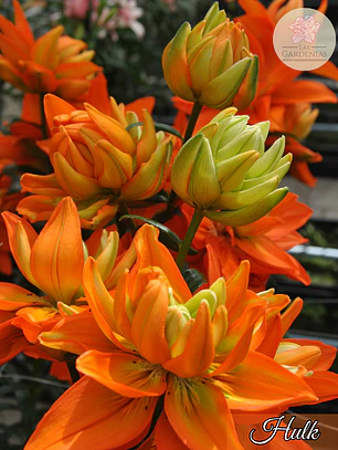 Bulbo Lilium Hulk 14/16