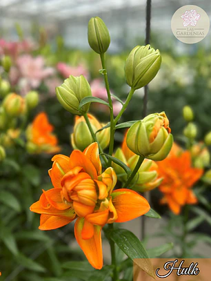 Bulbo Lilium Hulk 14/16