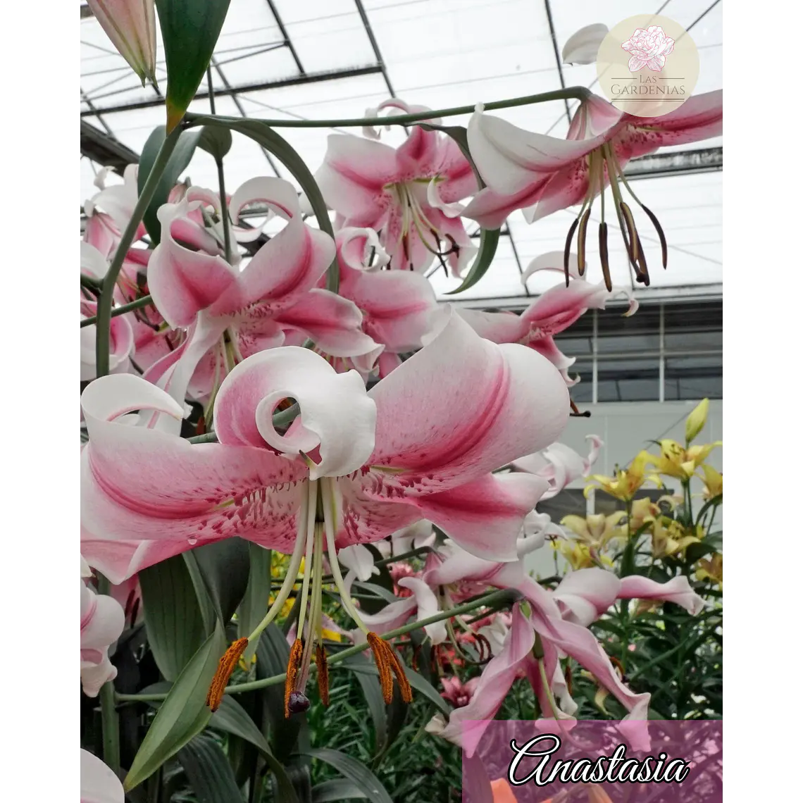 Bulbo Lilium Anastasia 1