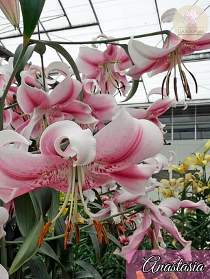 Bulbo Lilium Anastasia