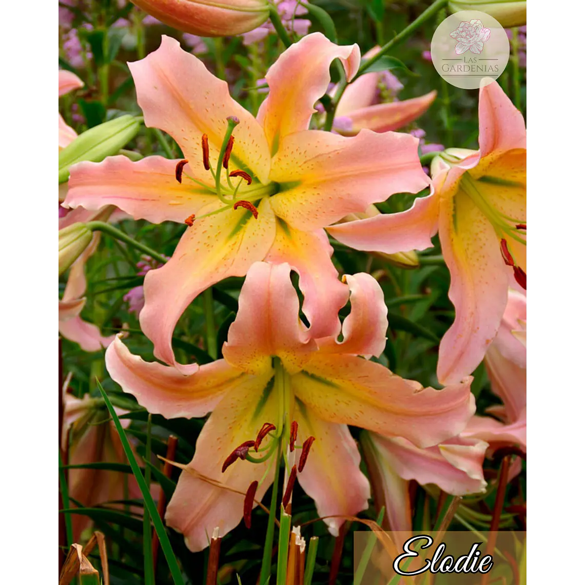 Bulbo Lilium Elusive  14/16 1