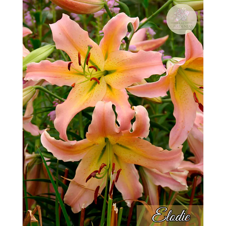 Bulbo Lilium Elusive  14/16 1
