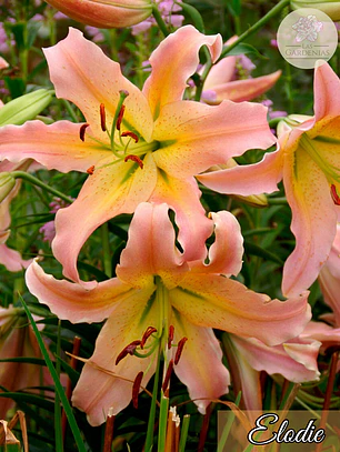 Bulbo Lilium Elusive  14/16