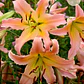 Bulbo Lilium Elodie  14/16  - Miniatura 1