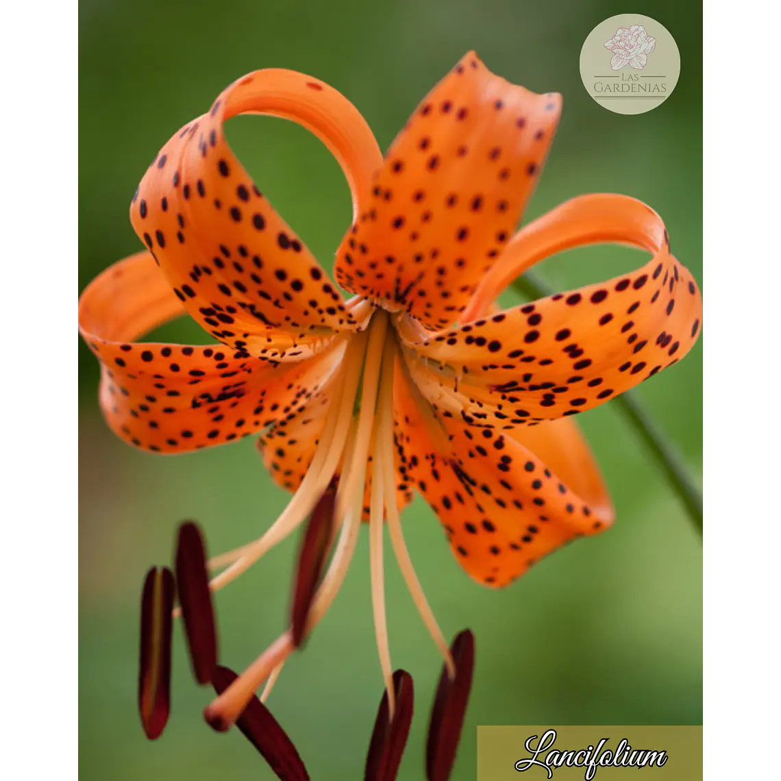Bulbo Lilium Lancifolium 14/16 1