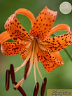 Lilium Jardín