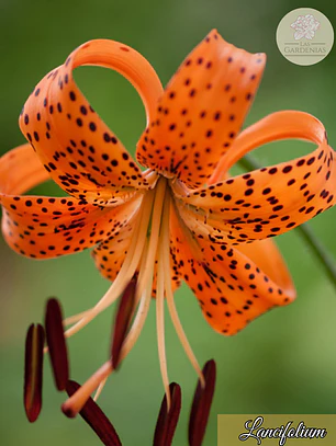Bulbo Lilium Lancifolium 14/16