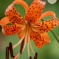 Bulbo Lilium Lancifolium 14/16  - Miniatura 1