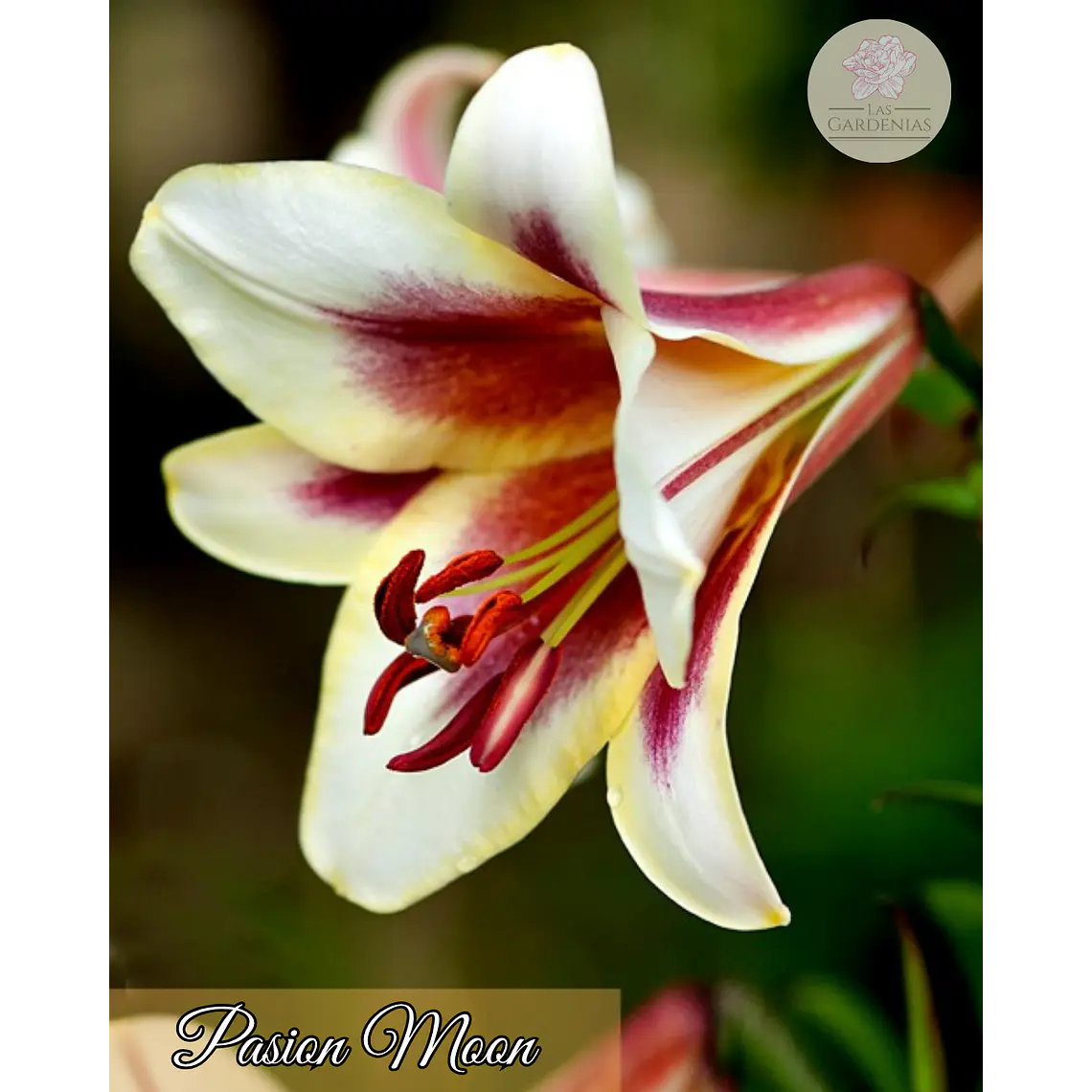 Bulbo Lilium Pasison Moon 14/16 1