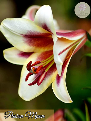 Bulbo Lilium Pasison Moon 14/16