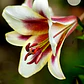 Bulbo Lilium Pasison Moon 14/16 - Miniatura 1