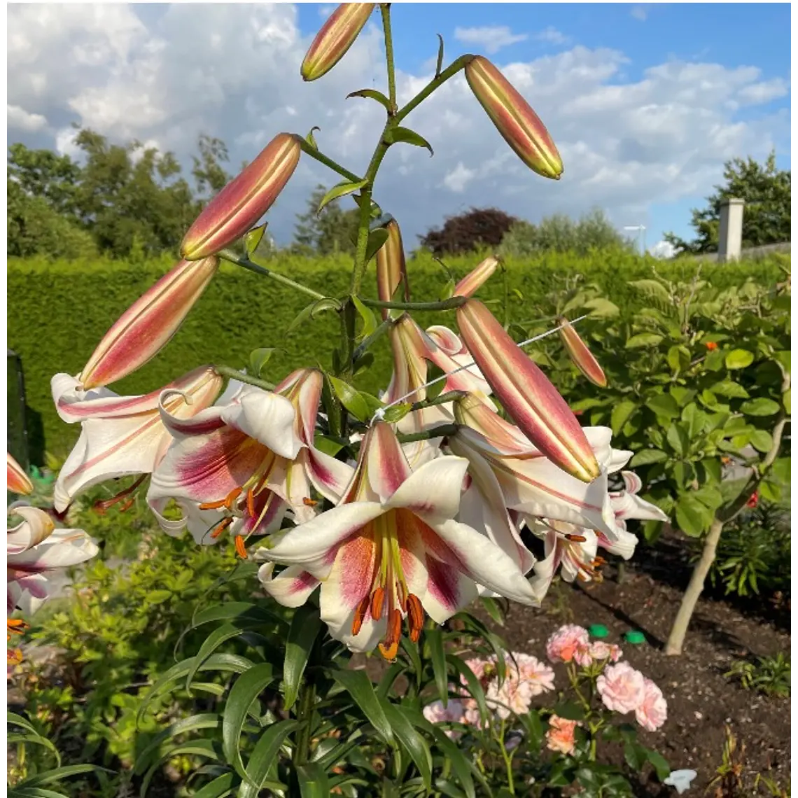 Bulbo Lilium Pasison Moon 14/16 2